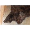 Image 9 : XL BROWN BEAR Rug with Its Mounted Head, Double Felt and Canvas Backing