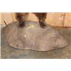 Image 11 : Life-sized Standing GRIZZLY BEAR or BROWN BEAR on a Rock Base with Wheels