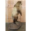 Image 13 : Life-sized Standing GRIZZLY BEAR or BROWN BEAR on a Rock Base with Wheels
