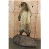 Image 14 : Life-sized Standing GRIZZLY BEAR or BROWN BEAR on a Rock Base with Wheels
