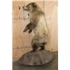 Image 15 : Life-sized Standing GRIZZLY BEAR or BROWN BEAR on a Rock Base with Wheels