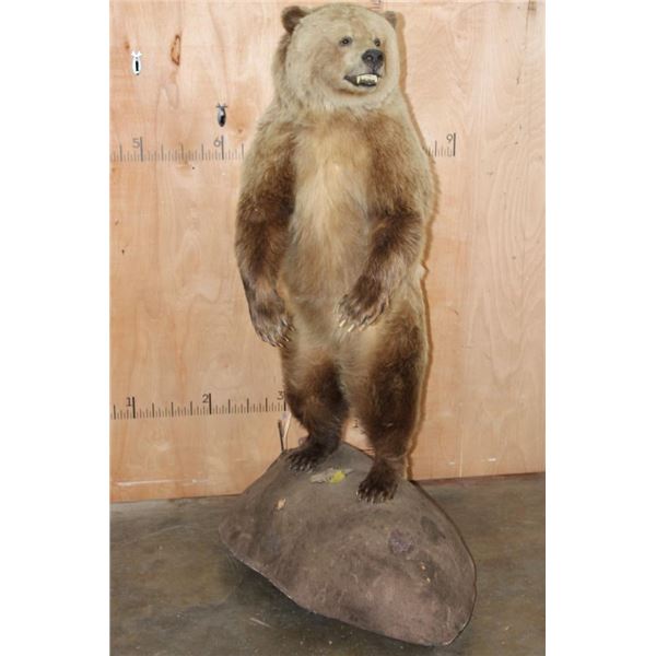 Life-sized Standing GRIZZLY BEAR or BROWN BEAR on a Rock Base with Wheels