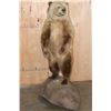 Image 1 : Life-sized Standing GRIZZLY BEAR or BROWN BEAR on a Rock Base with Wheels