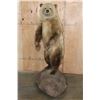 Image 2 : Life-sized Standing GRIZZLY BEAR or BROWN BEAR on a Rock Base with Wheels