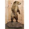 Image 6 : Life-sized Standing GRIZZLY BEAR or BROWN BEAR on a Rock Base with Wheels