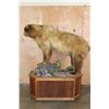 Image 10 : Life-sized BROWN BEAR or GRIZZLY BEAR on a Wood Base with Wheels