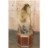 Image 13 : Life-sized BROWN BEAR or GRIZZLY BEAR on a Wood Base with Wheels