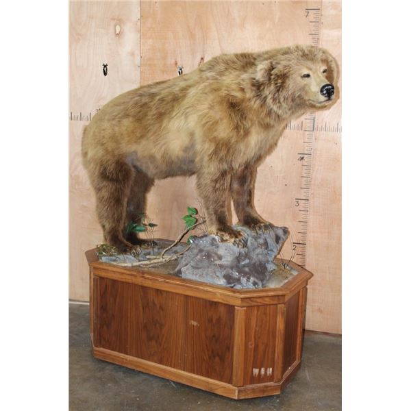 Life-sized BROWN BEAR or GRIZZLY BEAR on a Wood Base with Wheels
