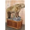 Image 1 : Life-sized BROWN BEAR or GRIZZLY BEAR on a Wood Base with Wheels