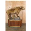 Image 2 : Life-sized BROWN BEAR or GRIZZLY BEAR on a Wood Base with Wheels