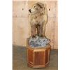 Image 3 : Life-sized BROWN BEAR or GRIZZLY BEAR on a Wood Base with Wheels