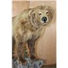 Image 4 : Life-sized BROWN BEAR or GRIZZLY BEAR on a Wood Base with Wheels