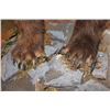 Image 9 : Life-sized BROWN BEAR or GRIZZLY BEAR on a Wood Base with Wheels
