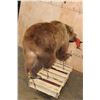 Image 10 : Life-sized BROWN BEAR with a SOCKEYE SALMON On Bolts (No Base)