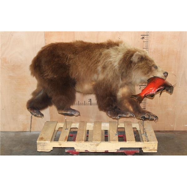 Life-sized BROWN BEAR with a SOCKEYE SALMON On Bolts (No Base)