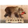 Image 1 : Life-sized BROWN BEAR with a SOCKEYE SALMON On Bolts (No Base)