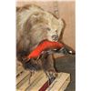 Image 3 : Life-sized BROWN BEAR with a SOCKEYE SALMON On Bolts (No Base)