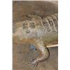 Image 10 : Big Life-sized *Real Skin* Freestanding CROCODILE, 11' 7" Long