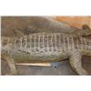Image 11 : Big Life-sized *Real Skin* Freestanding CROCODILE, 11' 7" Long
