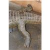 Image 12 : Big Life-sized *Real Skin* Freestanding CROCODILE, 11' 7" Long