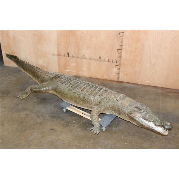 Big Life-sized *Real Skin* Freestanding CROCODILE, 11' 7" Long