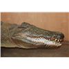 Image 3 : Big Life-sized *Real Skin* Freestanding CROCODILE, 11' 7" Long