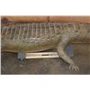 Image 4 : Big Life-sized *Real Skin* Freestanding CROCODILE, 11' 7" Long