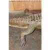 Image 5 : Big Life-sized *Real Skin* Freestanding CROCODILE, 11' 7" Long
