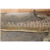 Image 6 : Big Life-sized *Real Skin* Freestanding CROCODILE, 11' 7" Long