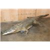 Image 8 : Big Life-sized *Real Skin* Freestanding CROCODILE, 11' 7" Long
