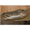 Image 9 : Big Life-sized *Real Skin* Freestanding CROCODILE, 11' 7" Long