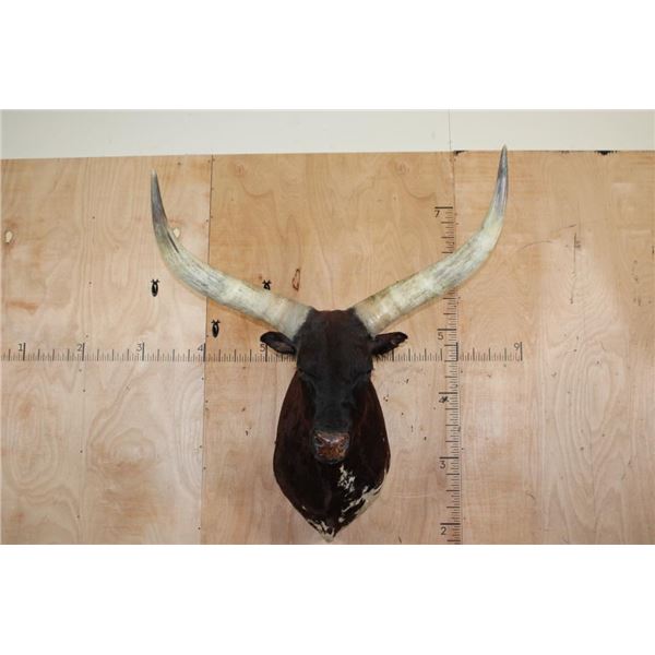 XXL WATUSI Shoulder Mount