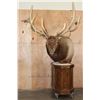 Image 1 : Massive 20-Point ELK Pedestal Mount