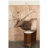 Image 2 : Massive 20-Point ELK Pedestal Mount