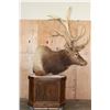 Image 3 : Massive 20-Point ELK Pedestal Mount