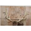 Image 7 : Massive 20-Point ELK Pedestal Mount