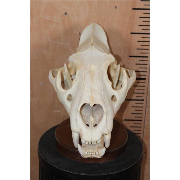 *TEXAS RESIDENTS ONLY* AFRICAN LION Skull on a Wood Table Pedestal