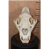 Image 1 : *TEXAS RESIDENTS ONLY* AFRICAN LION Skull on a Wood Table Pedestal