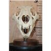 Image 2 : *TEXAS RESIDENTS ONLY* AFRICAN LION Skull on a Wood Table Pedestal