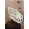 Image 3 : *TEXAS RESIDENTS ONLY* AFRICAN LION Skull on a Wood Table Pedestal