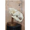 Image 4 : *TEXAS RESIDENTS ONLY* AFRICAN LION Skull on a Wood Table Pedestal