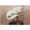 Image 6 : *TEXAS RESIDENTS ONLY* AFRICAN LION Skull on a Wood Table Pedestal