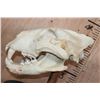 Image 7 : *TEXAS RESIDENTS ONLY* AFRICAN LION Skull on a Wood Table Pedestal