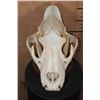 Image 8 : *TEXAS RESIDENTS ONLY* AFRICAN LION Skull on a Wood Table Pedestal