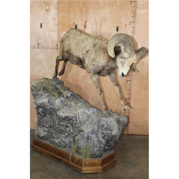 Life-sized Rocky Mountain BIG HORN SHEEP Ram on a Simulated Rock Base