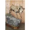 Image 1 : Life-sized Rocky Mountain BIG HORN SHEEP Ram on a Simulated Rock Base