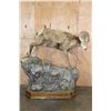 Image 2 : Life-sized Rocky Mountain BIG HORN SHEEP Ram on a Simulated Rock Base