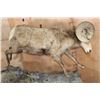 Image 3 : Life-sized Rocky Mountain BIG HORN SHEEP Ram on a Simulated Rock Base