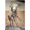 Image 6 : Life-sized Rocky Mountain BIG HORN SHEEP Ram on a Simulated Rock Base