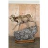 Image 7 : Life-sized Rocky Mountain BIG HORN SHEEP Ram on a Simulated Rock Base